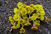 Da Avolasio ai Piani d’Artavaggio con anello Sodadura (2010 m)– Cima di Piazzo (2057 m) il 10 aprile 2016 - FOTOGALLERY